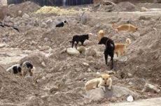 عميد طارق كجاب يتهم «كلاب الخرطوم» بأكل نحو 1300 ويدعو للتحقيق