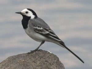 رسميا ﺍﻡ_ﻗﻴﺮﺩﻭﻥ تودع أجواء السودان محمله على ظهر طير الرهو